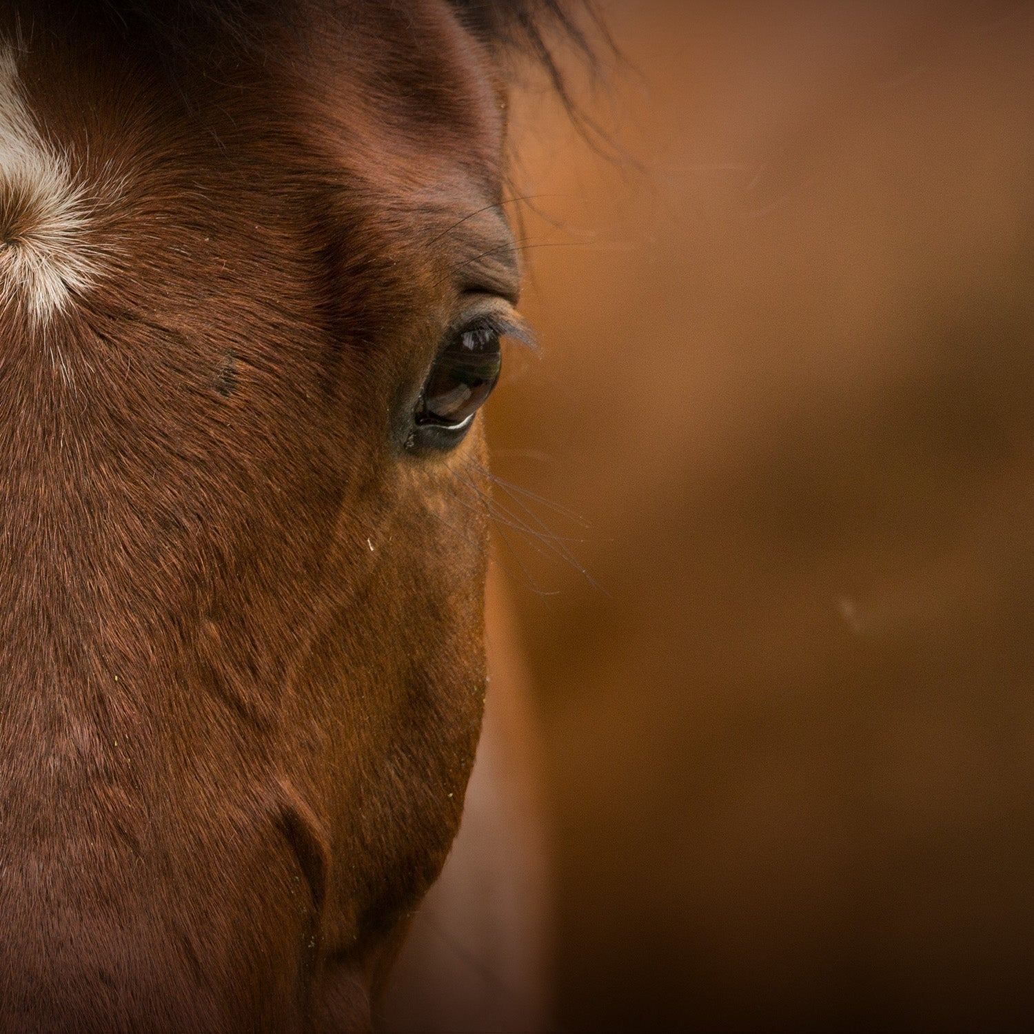 Para el Caballo